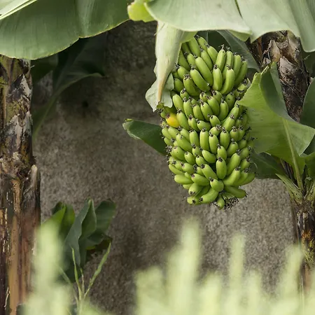 Belvedere Boutique - Adults Only Hotel Sao Martinho (Funchal)