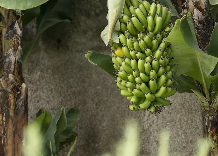 Belvedere Boutique - Adults Only Hotel Sao Martinho (Funchal)